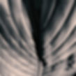 Breakaway leaves.jpg