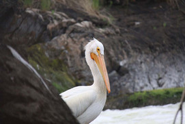 Twin Falls Lodge Scenery (53).jpg