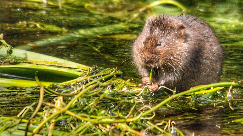 Water vole eating reeds