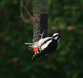 Speckled woodpecker on bird feeder