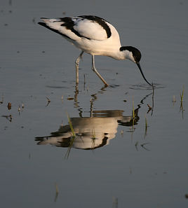 Avocet