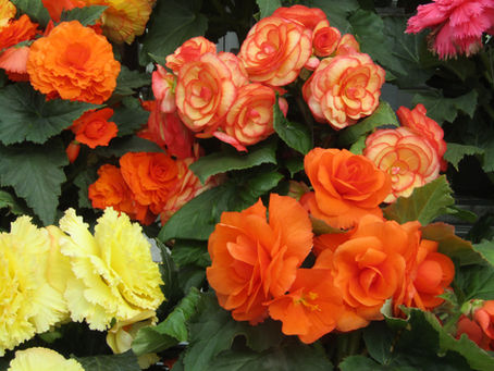 Ballarat Begonia Festival