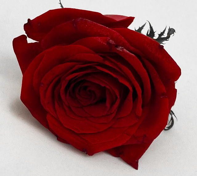 Rose.jpg