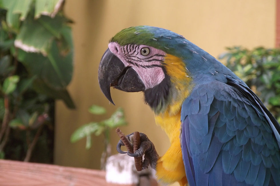 Guacamaya azul (Ara ararauna)