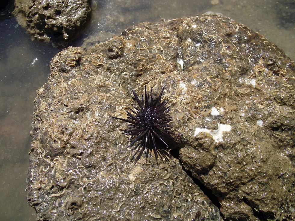 Erizo de mar (Echinoidea...)