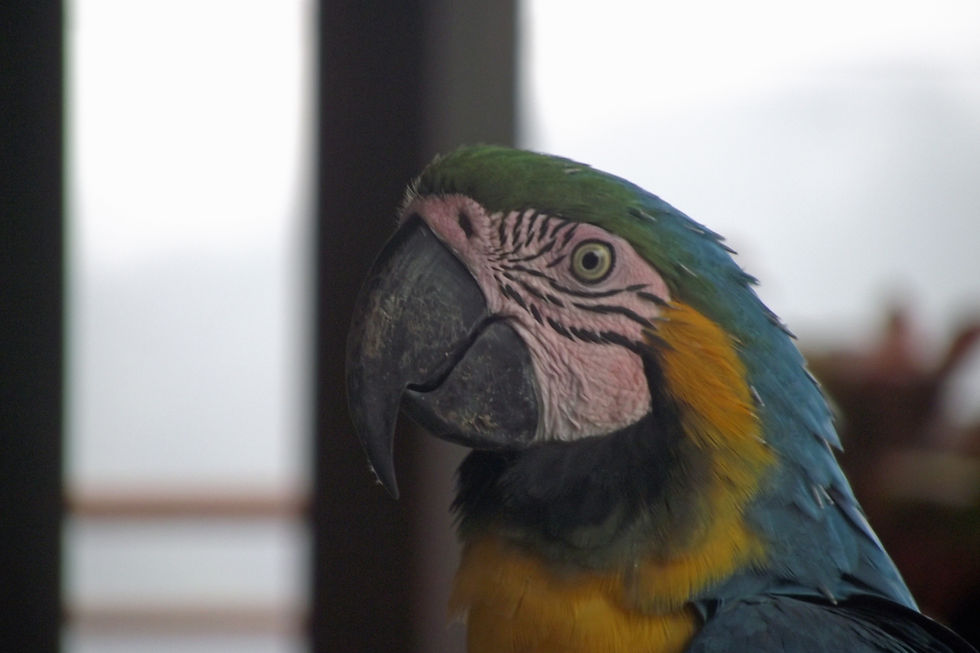 Guacamaya azul (Ara ararauna)