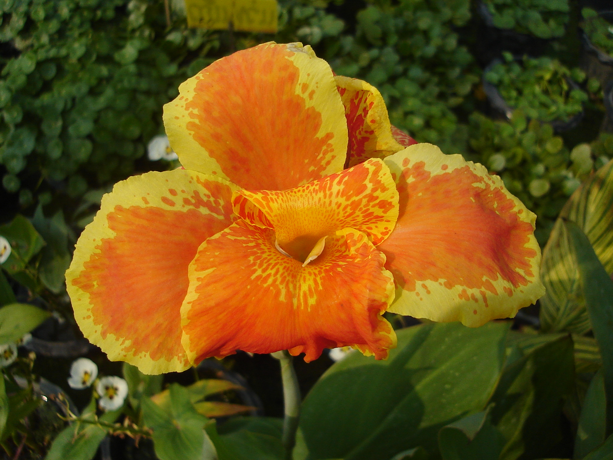 Cannaceae (Cannas) hiswebpage