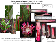 Etlingera maingayi