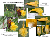 Costus fissiligulatus