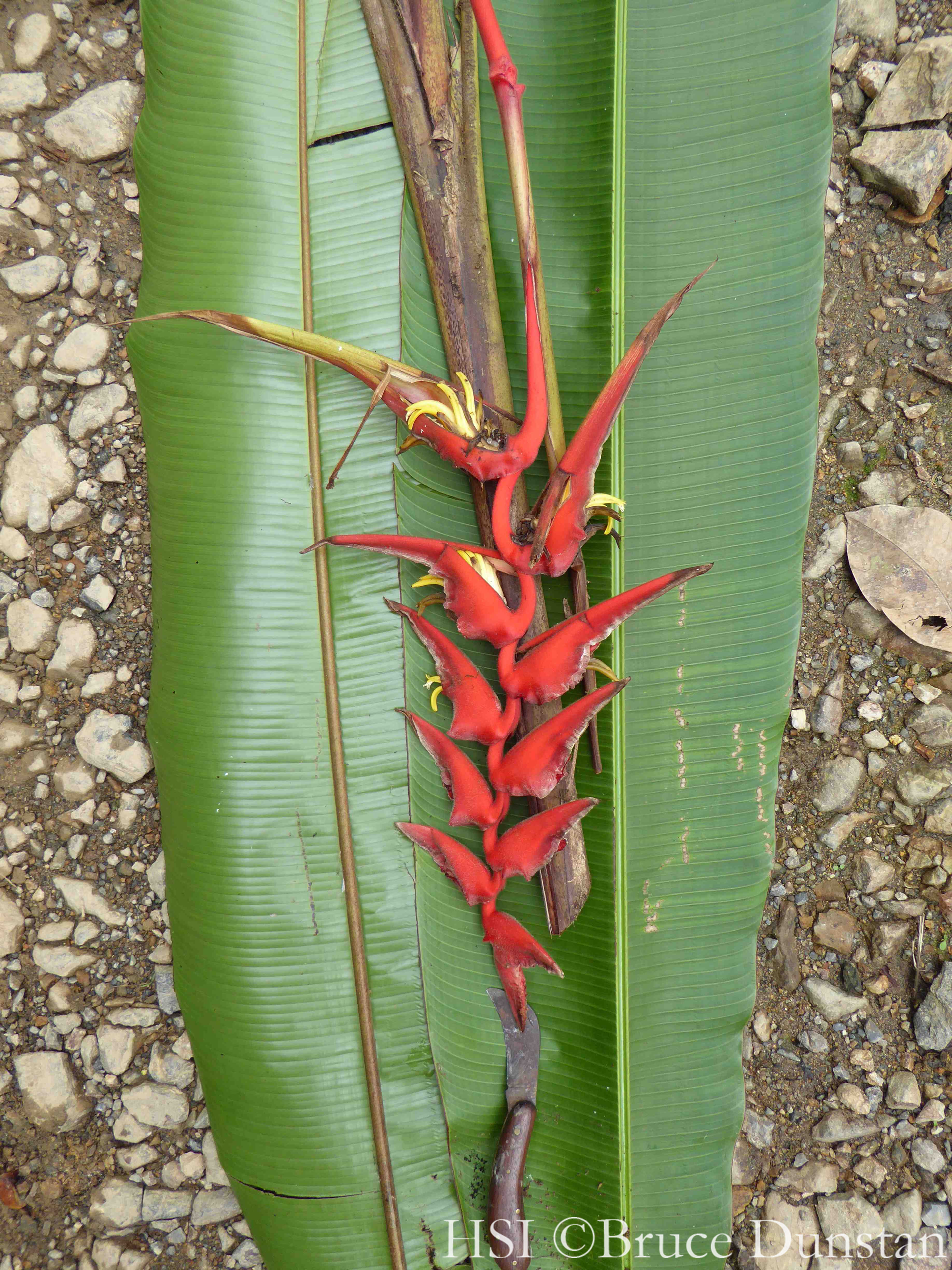 Heliconia sclerotricha