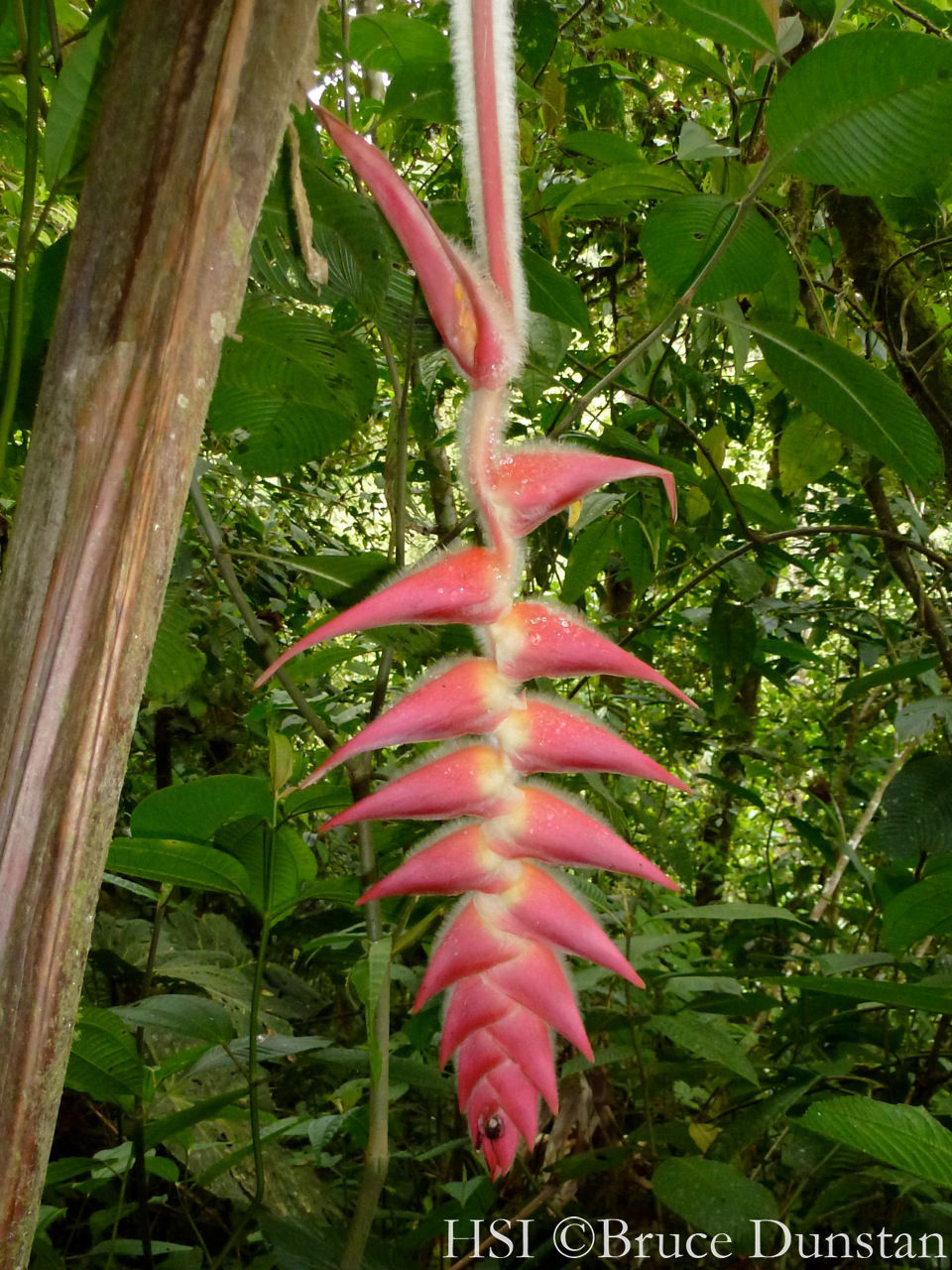 Thumbnail: Heliconia regalis