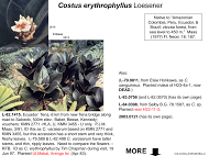 Costus erythrophyllus
