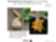 Pleuranthodium trichocalyx