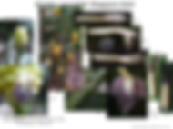 Zingiber spectabile 'Singapore Gold'