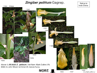 Zingiber pellitum