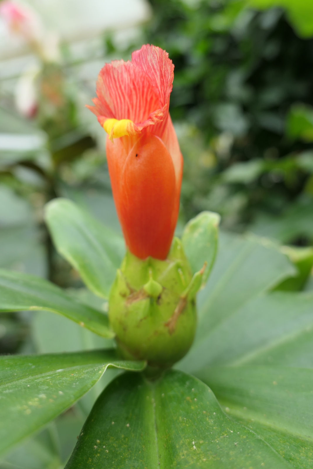 Costus 'Red Baron'