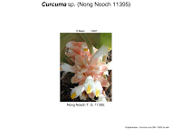 Curcuma sp.