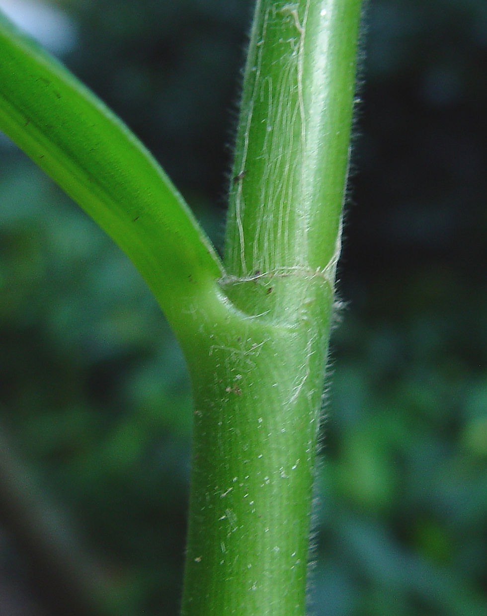 Thumbnail: Costus 'Red Feathers'