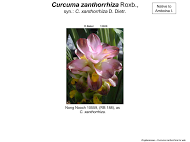 Curcuma zanthorrhiza