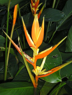 Heliconia angusta 