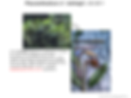 Pleuranthodium hellwigii aff