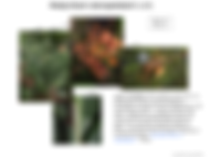 Hedychium stenopetalum