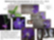 Siphonochilus brachystemon