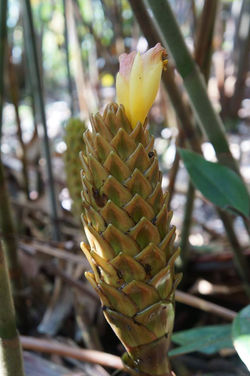 Costus longebracteolatus 'Long Kiss'