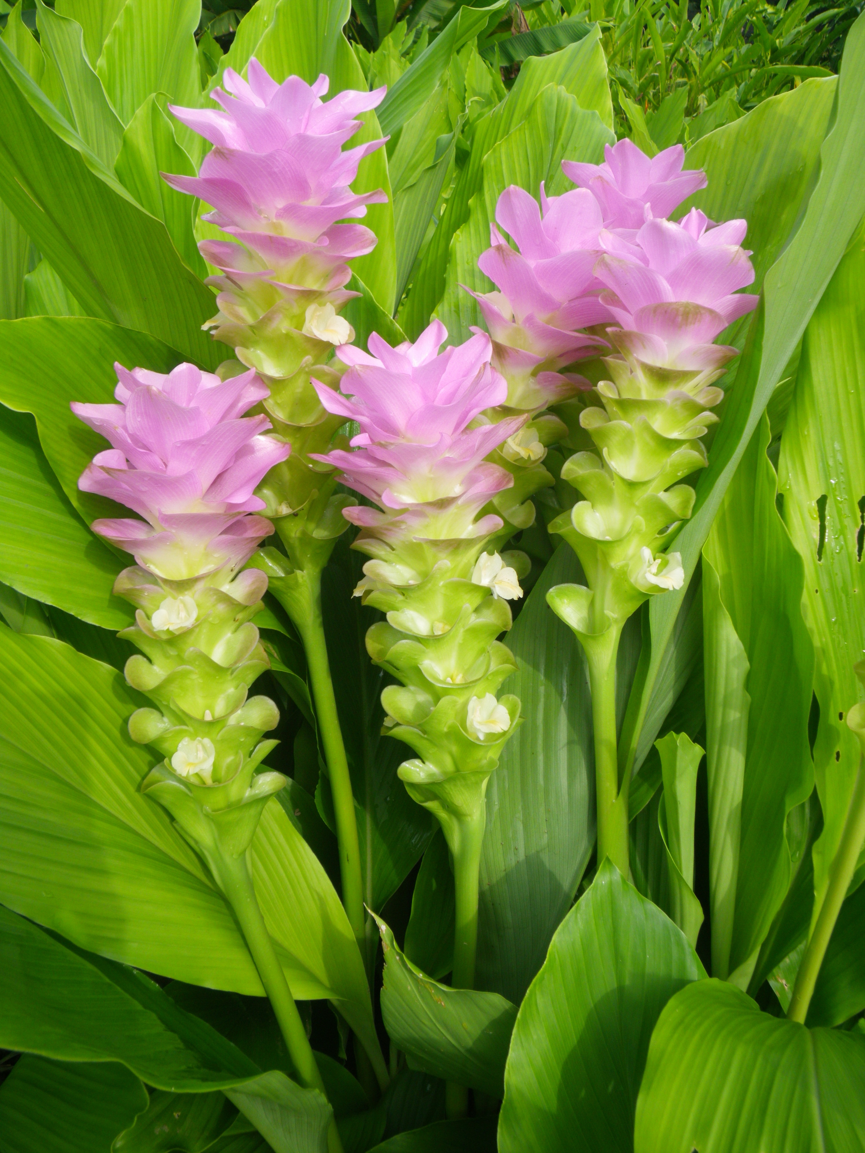 Zingiberaceae (Gingers) | his-webpage