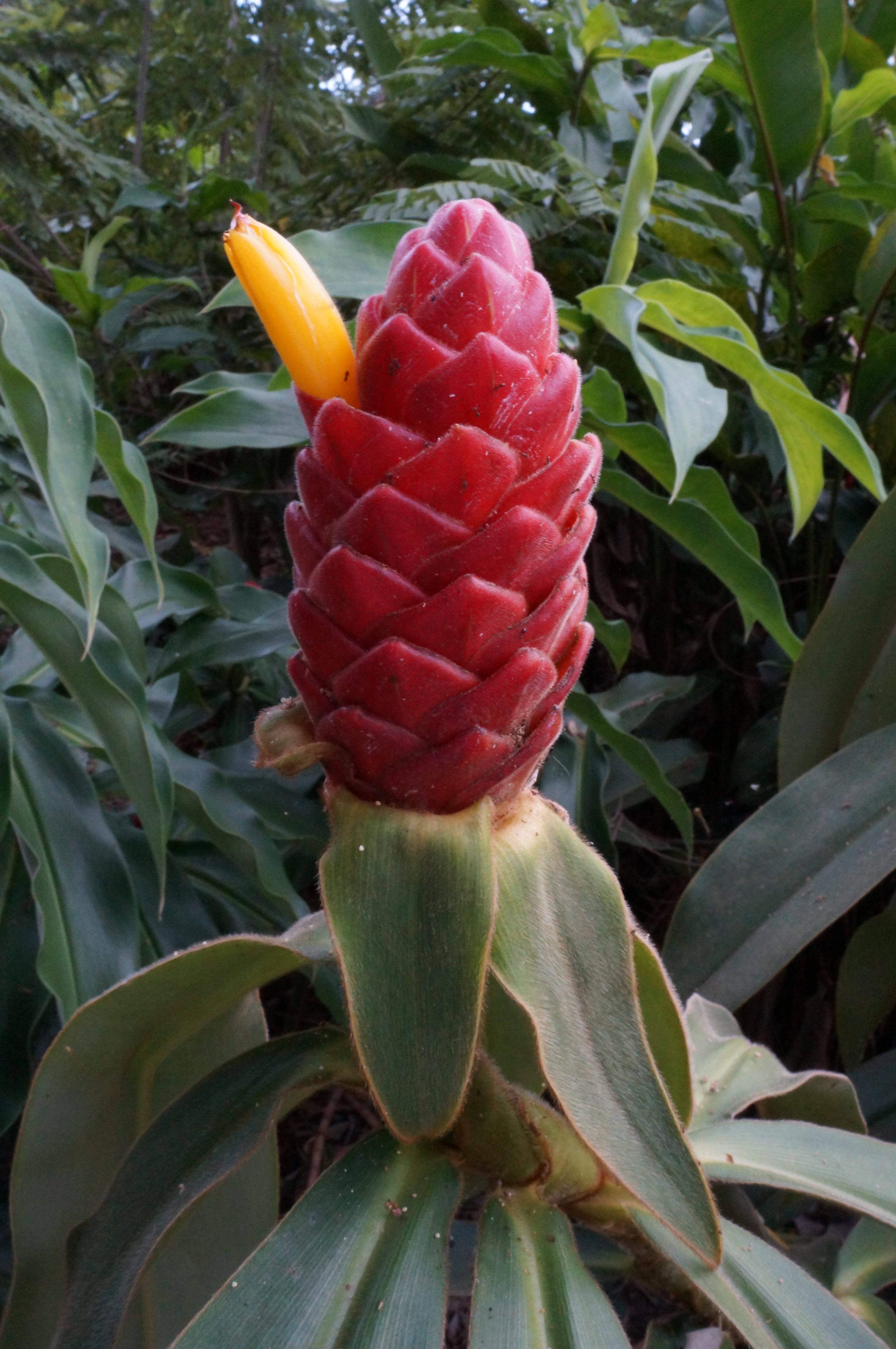 Costaceae Costaceae (Spiral Gingers) | his-webpage