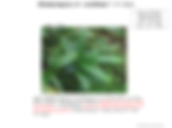 Elettariopsis smithiae aff