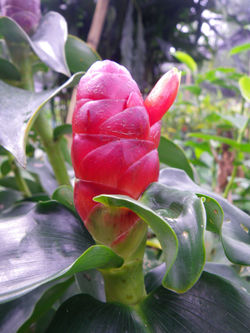 Costus woodsonii 'Dwarf Lipstick'
