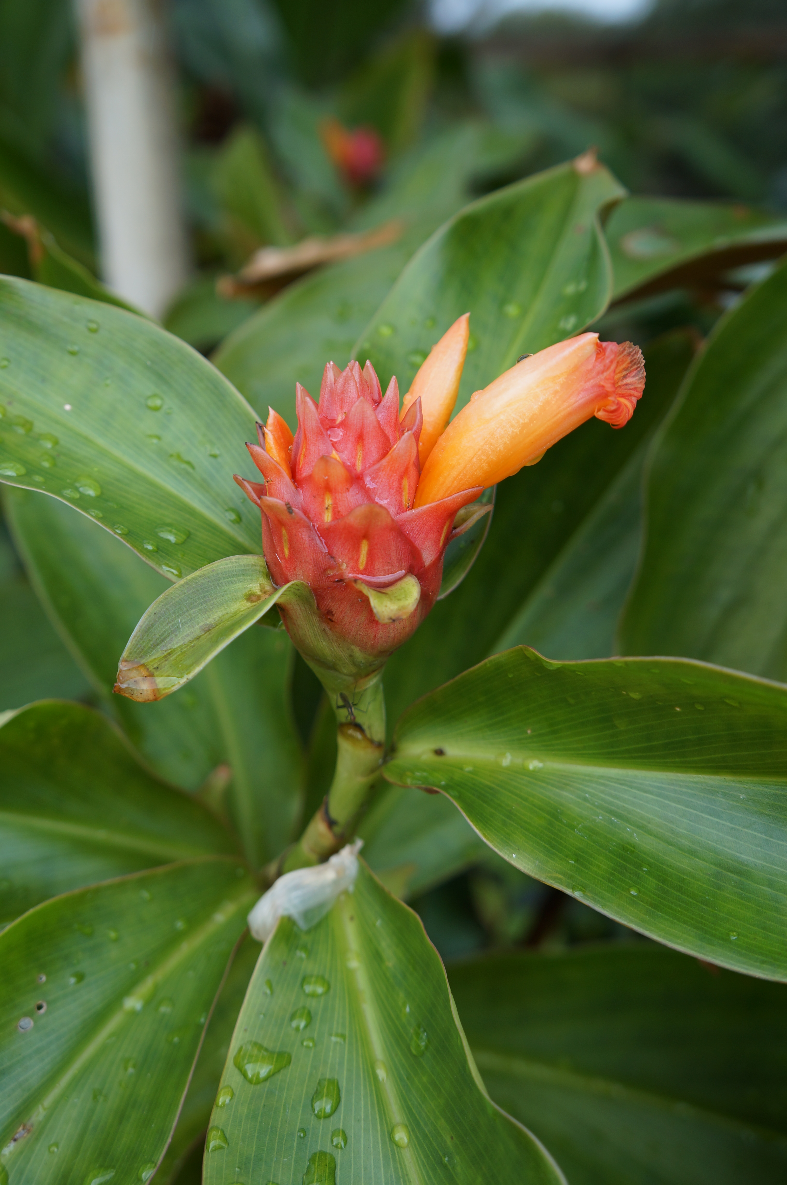 Costaceae Costaceae (Spiral Gingers) | his-webpage