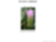 Curcuma cv 'Laddawan'