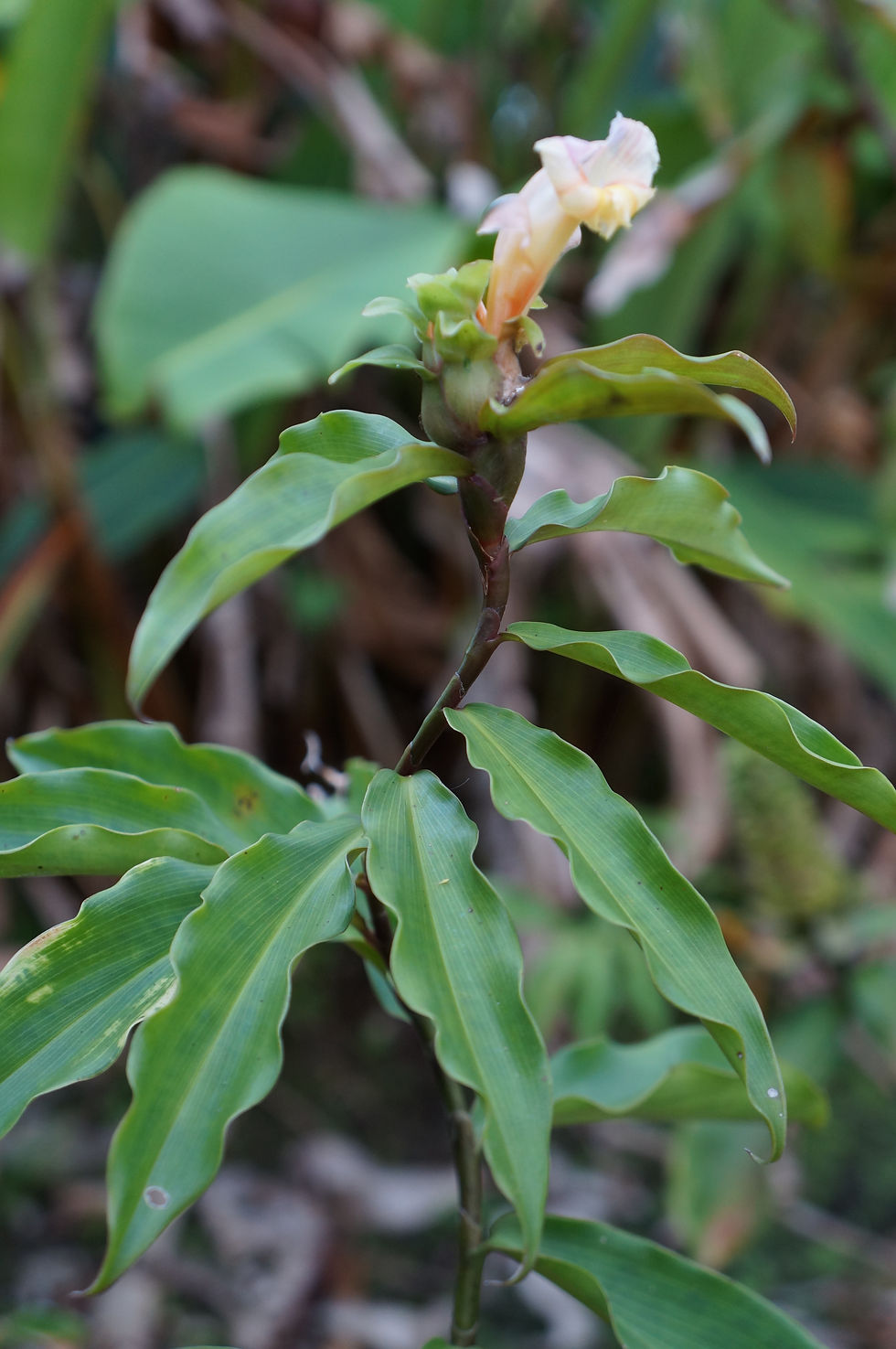 Thumbnail: Costus varzearum 'Maldonado'
