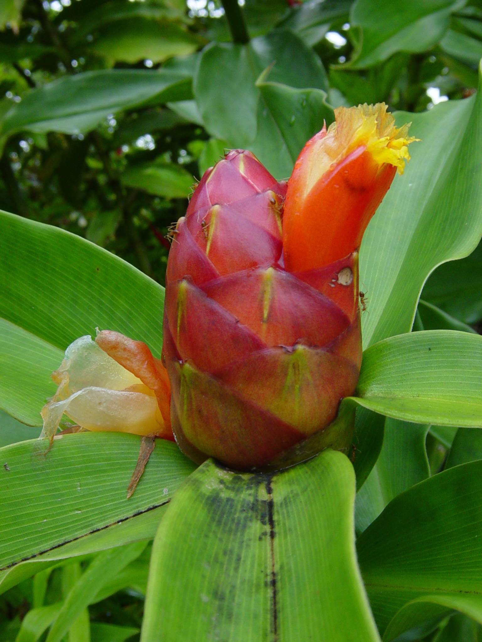 Costaceae Costaceae (Spiral Gingers) | his-webpage
