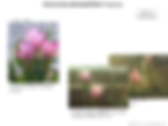 Curcuma alismatifolia