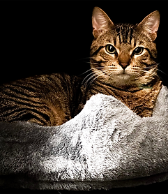 toby_the_cat.png
