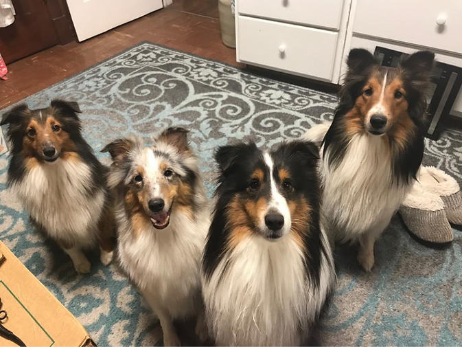 all four_edited.png