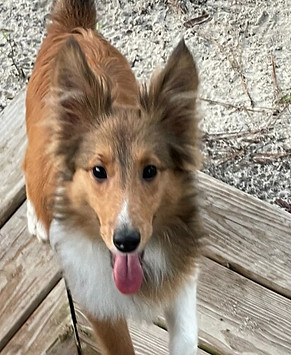 5th puppy 3.jpg