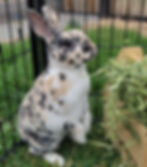 rabbit 2_edited