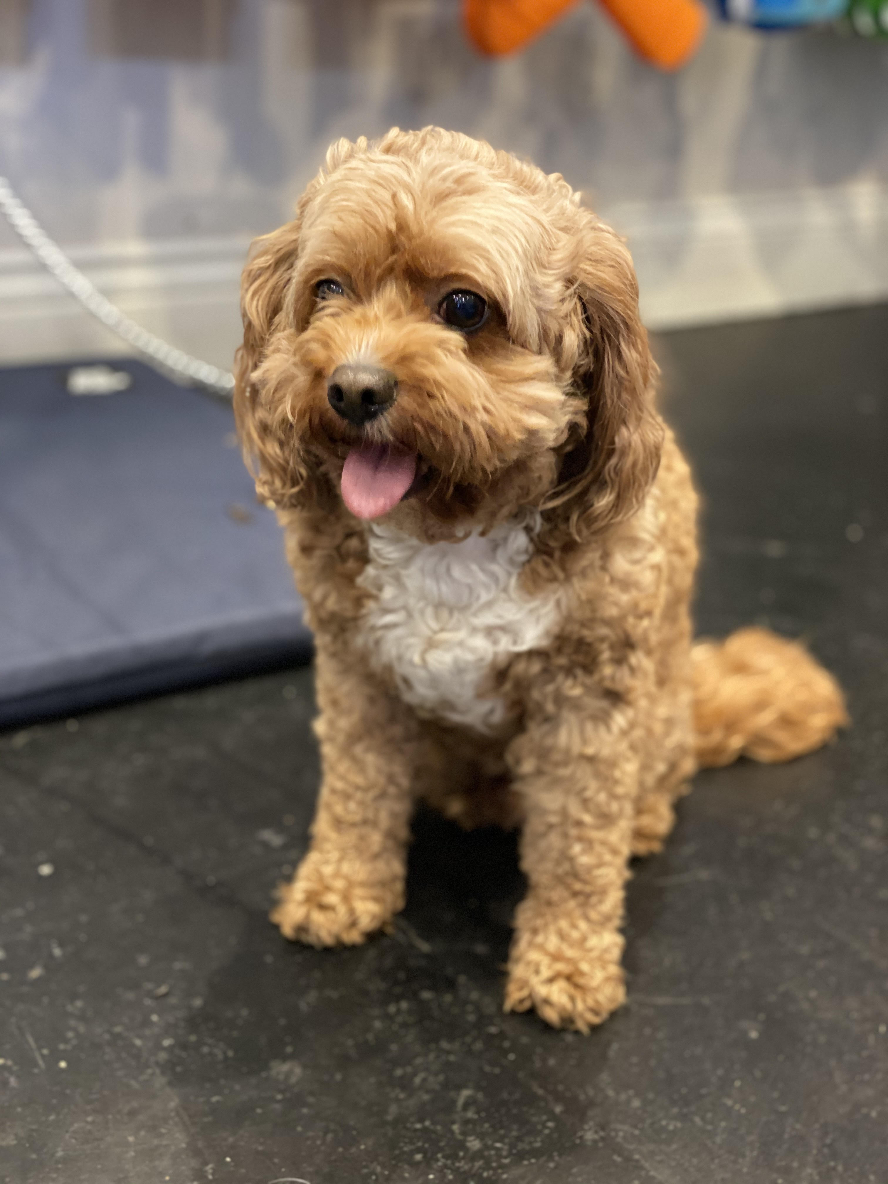 DOG GROOMING mysite2