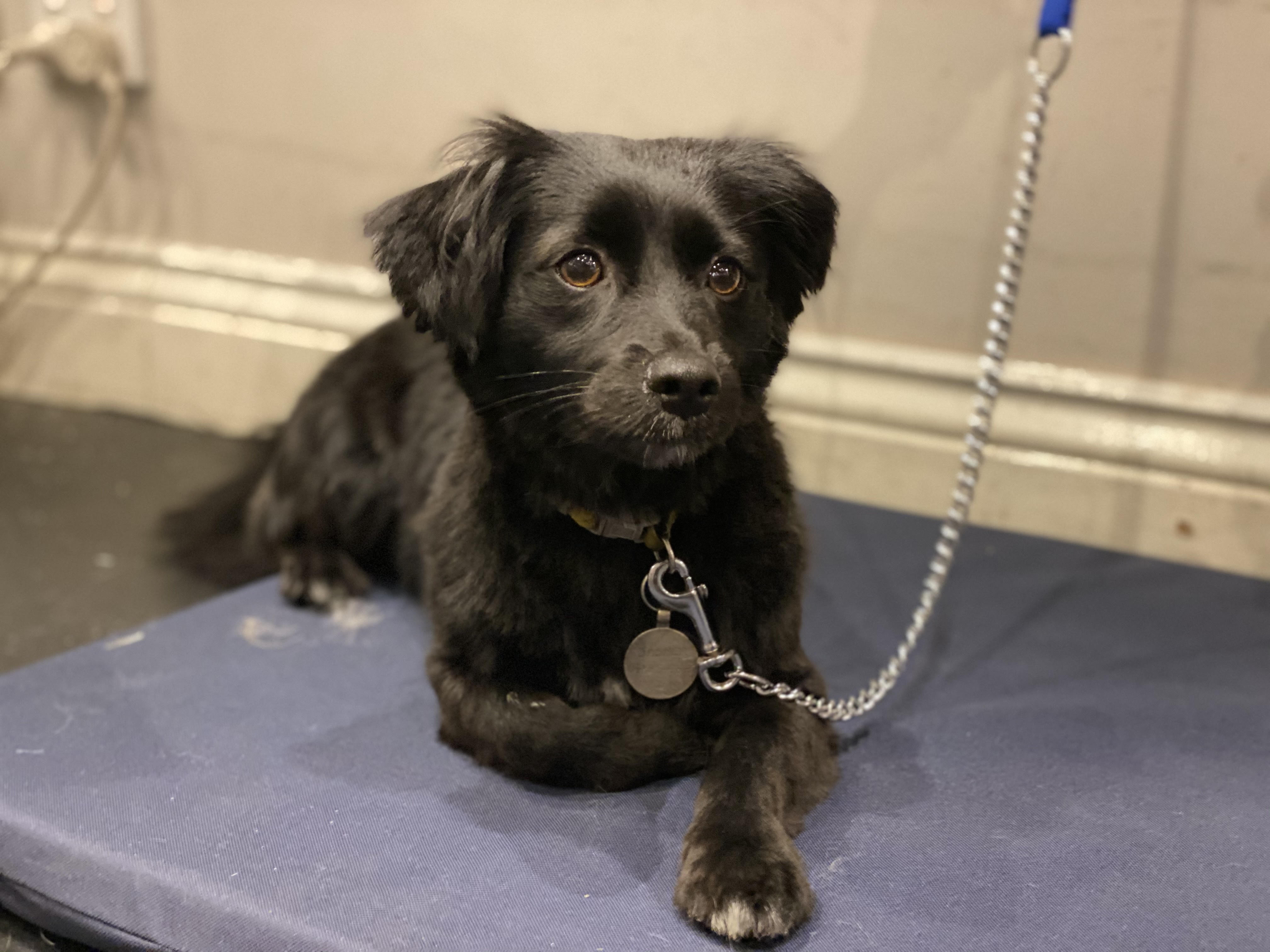 DOG GROOMING mysite2