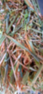 oaten hay_edited