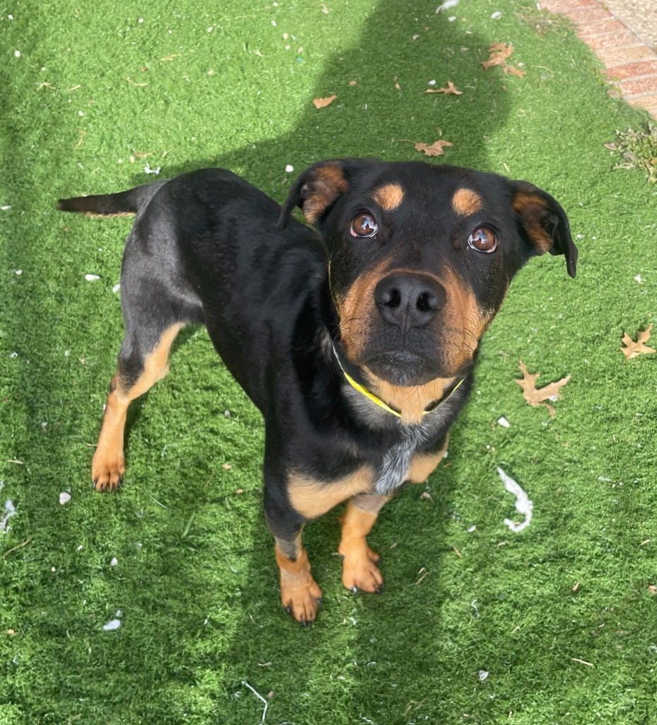 Briar (male, 10 months)