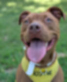 Ginger (female, 1 year)