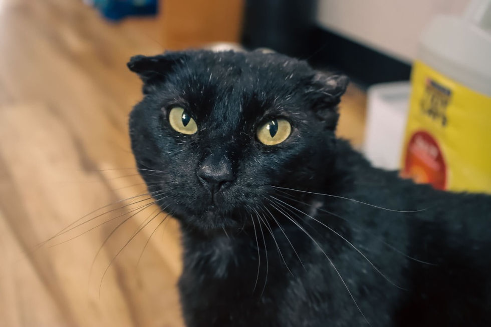 Bucky (male, 6 years)