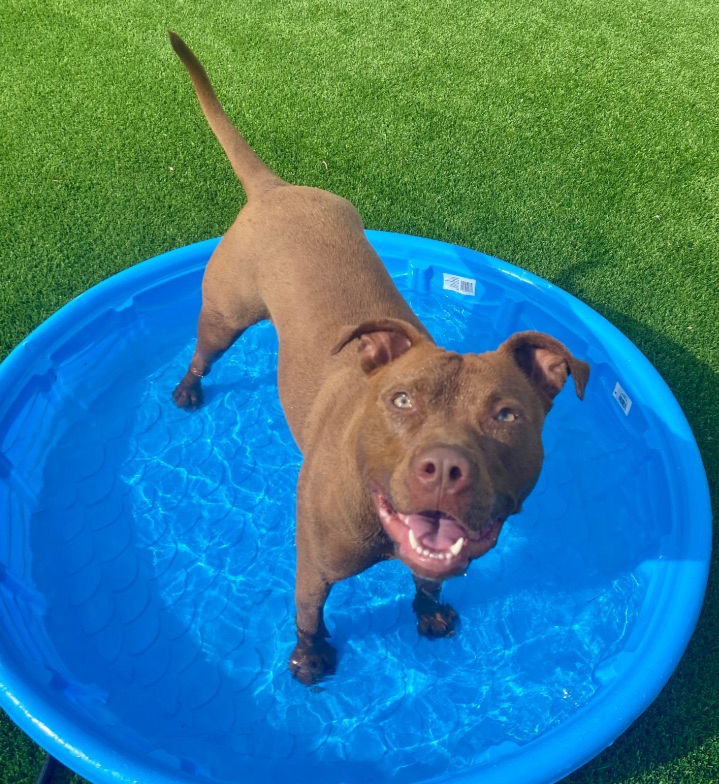 Ginger (female, 1 year)