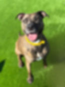 Penny (dog, 4 years)