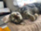 Oscar (male, 2 years)